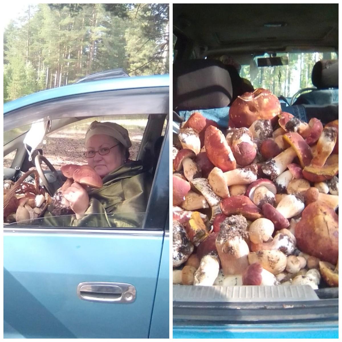 Фото «Столько грибов мы ещё не собирали»: новосибирцы хвастаются урожаем дикоросов 3